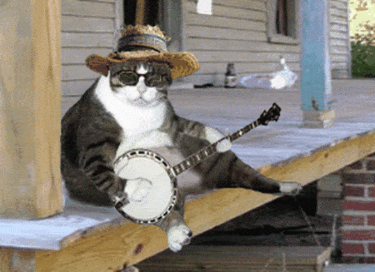 Il gatto e il banjo